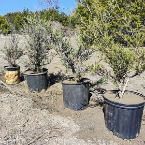 Texas Mountain Cedar Ashe Juniper sapling Juniperus Ashei image 2