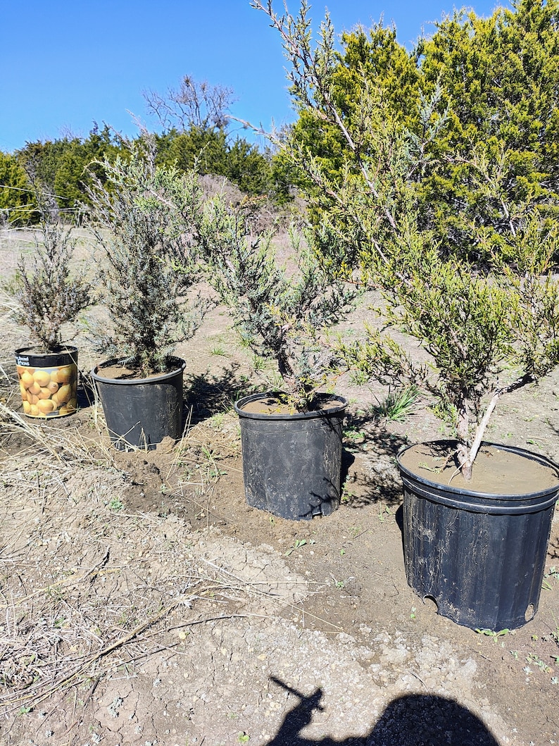 Texas Mountain Cedar Ashe Juniper sapling Juniperus Ashei image 2