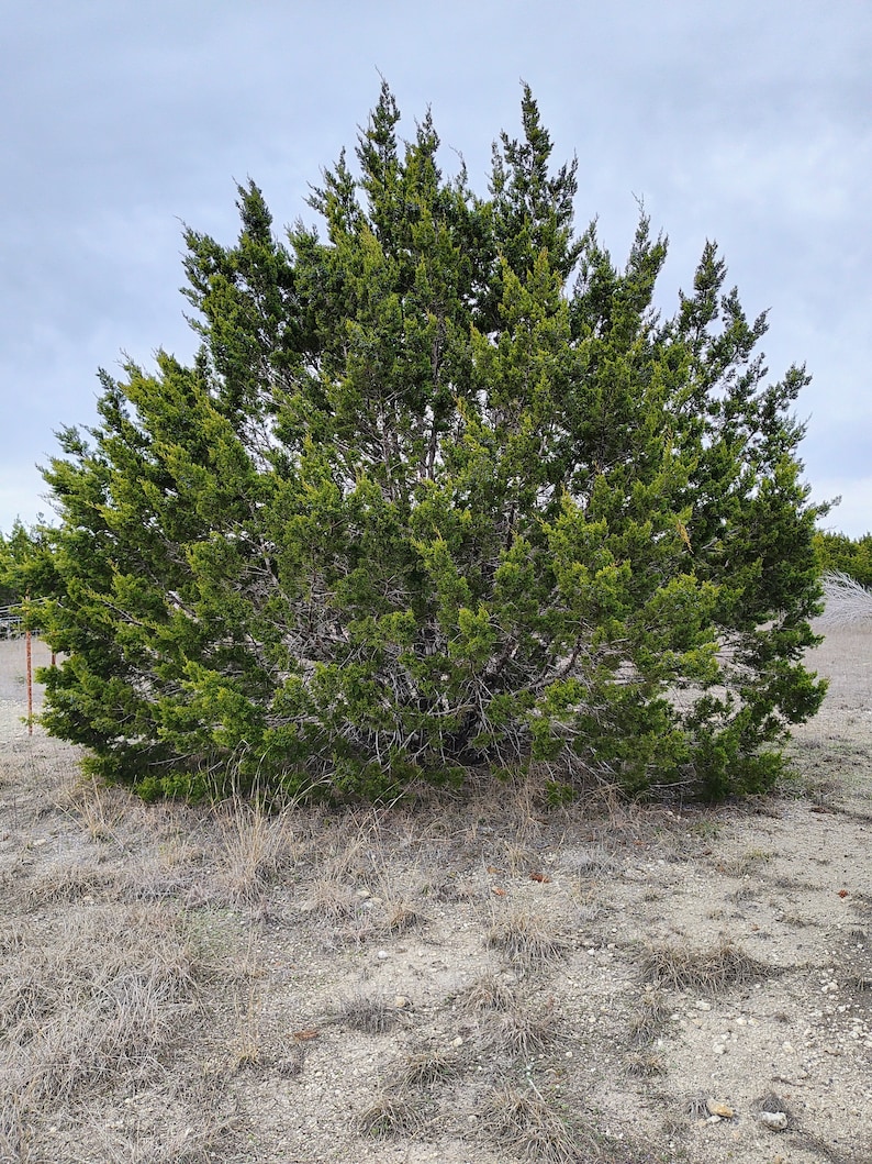 Texas Mountain Cedar Ashe Juniper sapling Juniperus Ashei image 4