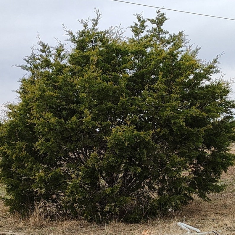 Texas Mountain Cedar Ashe Juniper sapling Juniperus Ashei image 5