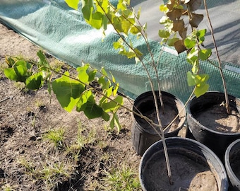 Eastern Cottonwood Sapling - 2 feet