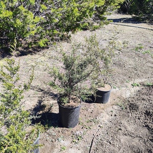 Texas Mountain Cedar Ashe Juniper sapling Juniperus Ashei image 1