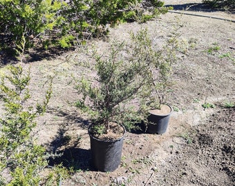 Texas Mountain Cedar (Ashe Juniper) sapling - Juniperus Ashei
