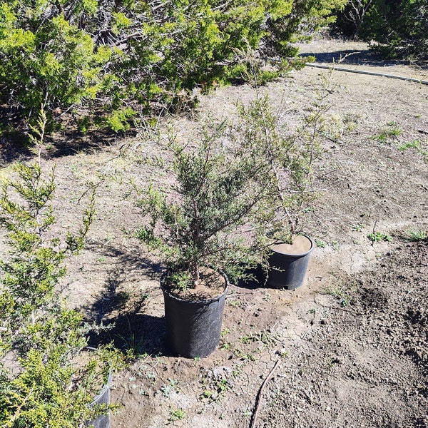 Texas Mountain Cedar (Ashe Juniper) sapling - Juniperus Ashei