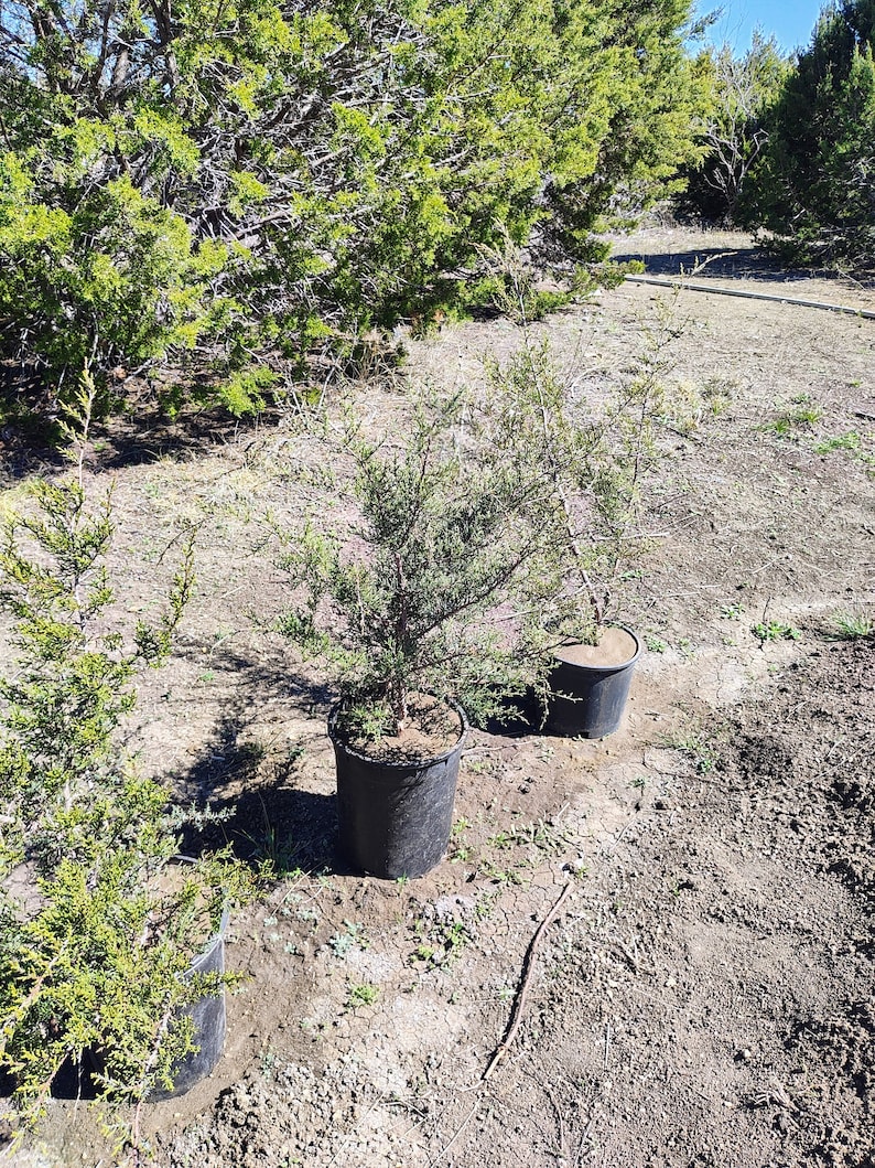 Texas Mountain Cedar Ashe Juniper sapling Juniperus Ashei image 1