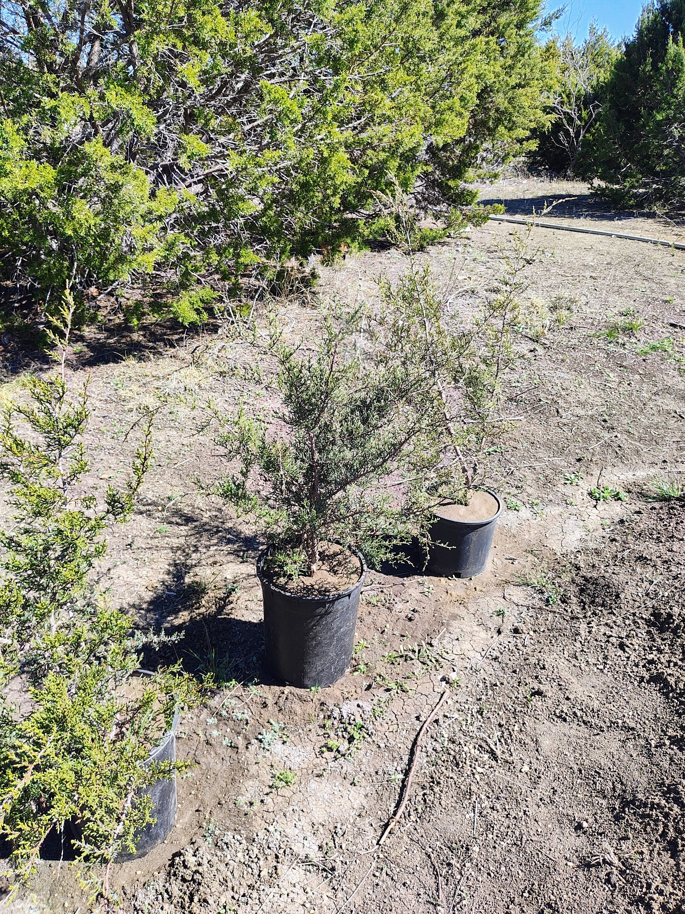 Texas Mountain Cedar (ashe Juniper) Sapling - Juniperus Ashei - Etsy