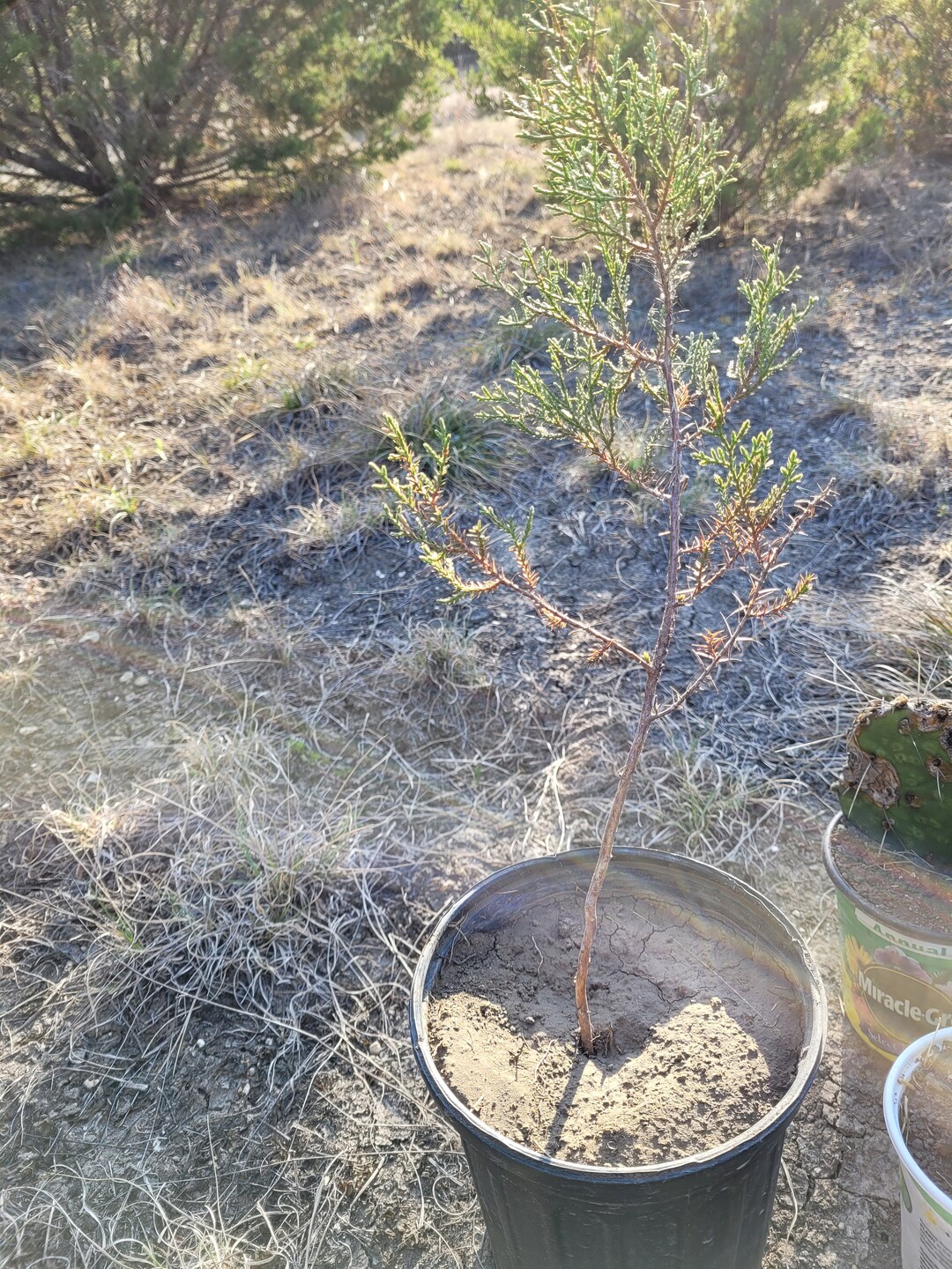 Texas Mountain Cedar ashe Juniper Sapling Juniperus Ashei Etsy