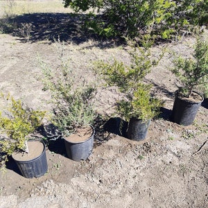 Texas Mountain Cedar Ashe Juniper sapling Juniperus Ashei image 3