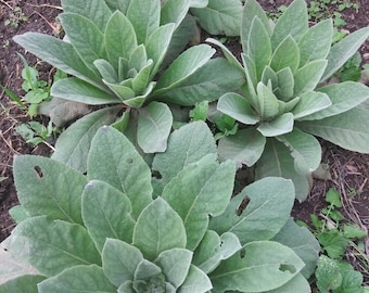 Common Mullein Seeds - Approximately 50 seeds