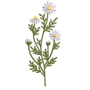 Puede incluir: Una flor de margarita blanca con un centro amarillo, rodeada de hojas verdes. La flor forma parte de un ramo de margaritas.