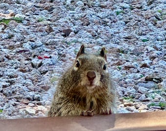 Squirrel