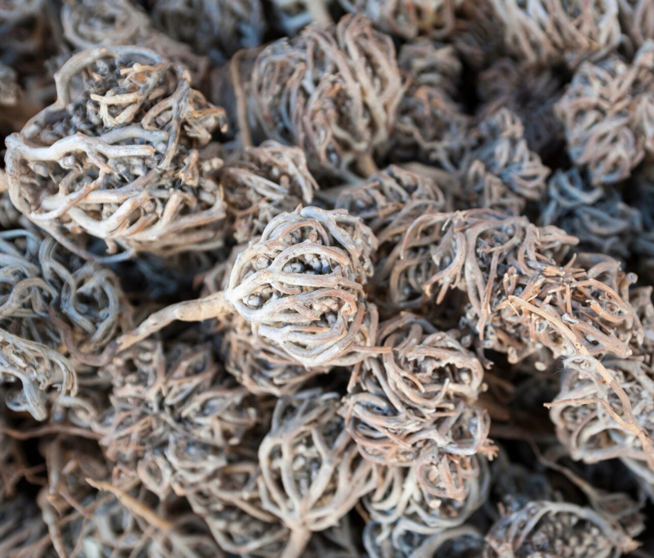 Rose Di Gerico Intere - 100g, 100% Naturali, Per Fertilità E Benessere - Foto 8