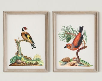 Set van 2 exotische vogel prints, vogels poster, tropische vogels illustraties, vintage botanische wall art decor, vintage vogels, digitale download