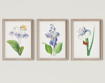 Vintage Flower Prints, Set of 3, Purple Flower Illustration, Periwinkle Flower Print, Lavender Flowers,Periwinkle Wall Art, DIGITAL DOWNLOAD