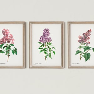 Set of 3 Lilac Flowers Art Print, Vintage Lilac Illustration, Botanical Prints, Farmhouse Prints, Purple and Pink Flowers, DIGITAL DOWNLOAD