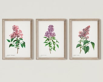 Set of 3 Lilac Flowers Art Print, Vintage Lilac Illustration, Botanical Prints, Farmhouse Prints, Purple and Pink Flowers, DIGITAL DOWNLOAD