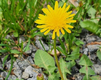Heirloom Dandelion Seeds | Wild Grown, Bee Friendly, Edible Herbs (500+ Seeds)