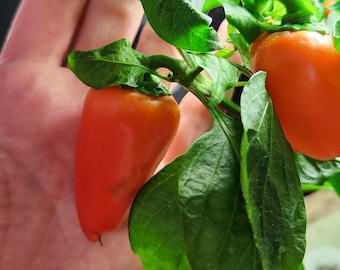 Orange Mini Sweet Pepper Seeds – Tiny, Crunchy, Flavor (30+ Seeds)