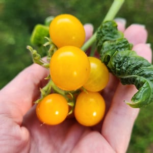 May include: A cluster of small, round, yellow tomatoes on a green vine. The tomatoes are held in a hand, with a blurred green background. The tomatoes appear ripe and ready to eat.