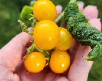 Orange Hat Micro Dwarf Tomato Seeds – Tiny Plant, Sweet Flavor (30+ Seeds)