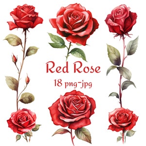 18 Clipart Rose rouge, mariage nuptiale douche Rose rouge fleurs Clipart, Clipart Rose rouge aquarelle PNG JPG
