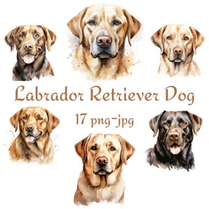 17 Labrador Retriever Dog Clipart, Watercolor Labrador Retriever Clipart, Labrador Retriever Transparent Background 300 Dpı PNG JPG Clipart