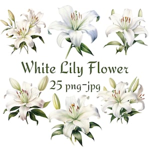 25 witte lelie bloem clipart, bruiloft bruids douche witte lelie bloemen clipart, aquarel witte lelie bloem clipart PNG JPG