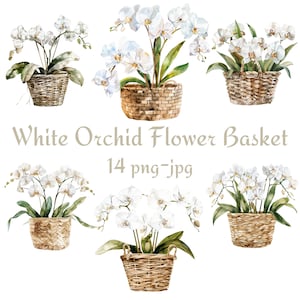 14 weiße Orchidee Blumenkorb Clipart, Hochzeit Brautdusche weiße Orchidee Blumenkorb Clipart, weiße Orchidee Blumenkorb PNG JPG