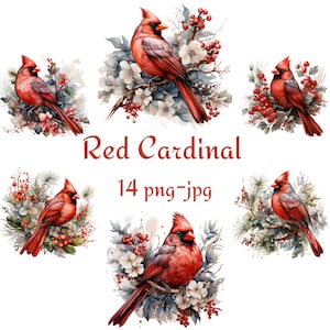 14 rote Kardinal Weihnachten Blumen Clipart, Kardinal Vögel Geschenk Clipart, Aquarell Kardinal transparenter Hintergrund 300 Dpı PNG JPG Clipart