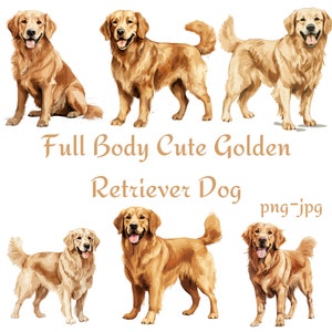 Golden Retriever Dog Clipart, Corpo Inteiro Golden Retriever Dog Clipart, Aquarela Floral Golden Retriever Dog 300 Dpı PNG Clipart