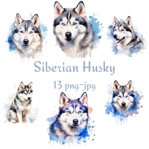 13 Siberian Husky Clipart, Cute Husky Dog Portrait Watercolor Cute Dog Clipart, Watercolor Husky Cute 300 Dpı High Quality PNG JPG Clipart