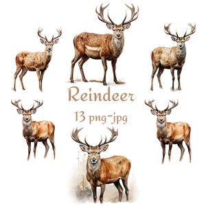 13 Rentier Clipart. Aquarell Rentier Clipart, Weihnachten Rentier Aquarell transparenter Hintergrund 300 Dpı PNG JPG Clipart