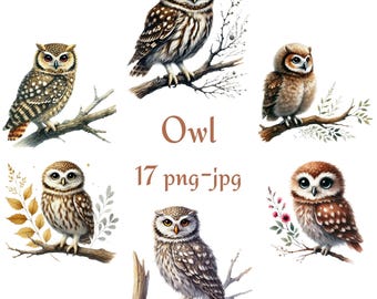 17 Owl Clipart, Owl Standing On Branch Clipart, Watercolor Owl High Quality Transparent Background 300 Dpı PNG JPG