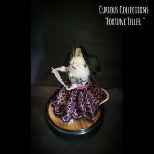 Ratón gitano adivinador de taxidermia real.