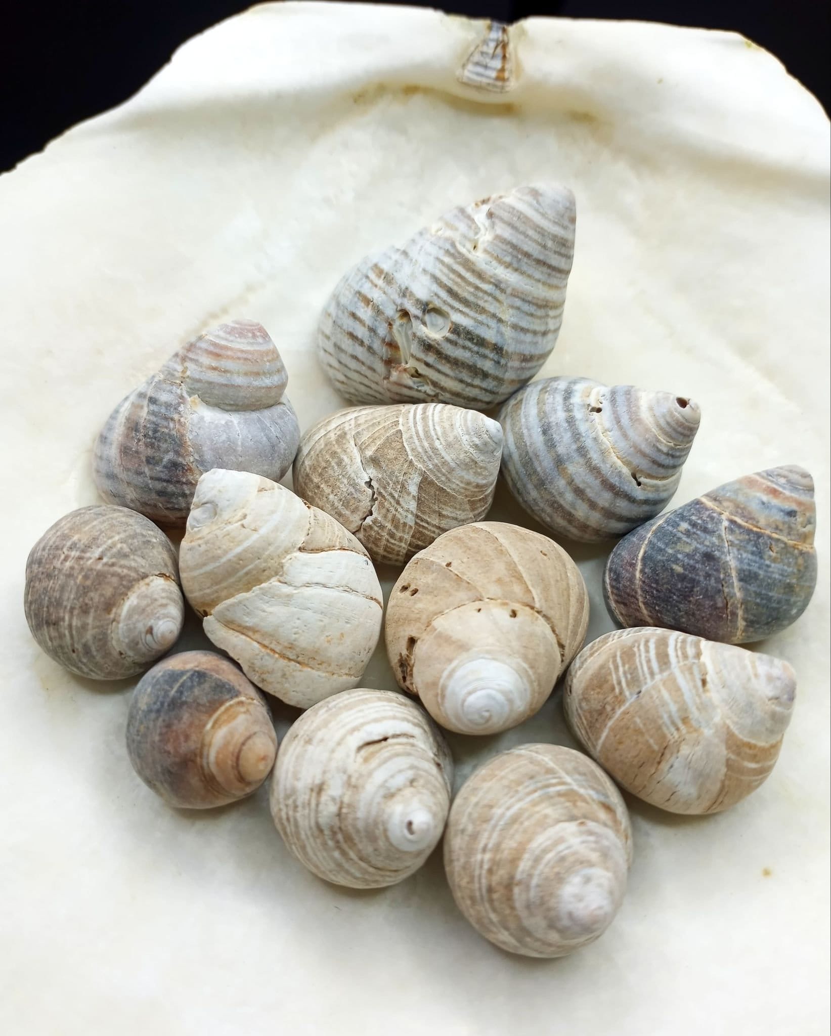 Periwinkle Shells - Etsy UK