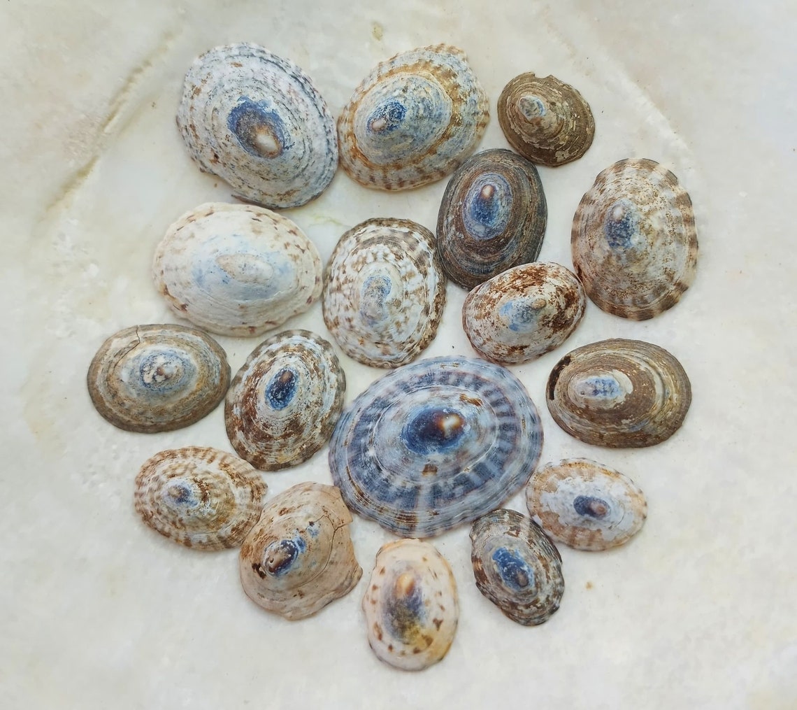 Single Limpet Shell Limpet Shells - Etsy