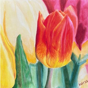 Red Tulip - Fine Art Print