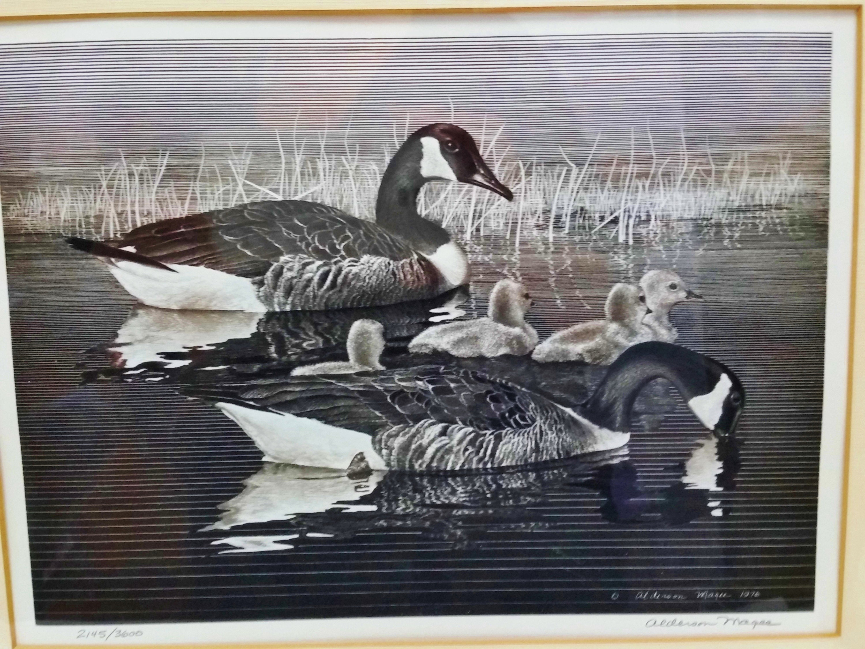 Alderson Magee Signed Ltd Edition Canada Goose India Ink Scratchboard