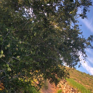 100% PURE ORGANIC Moroccan Argan Oil image 5