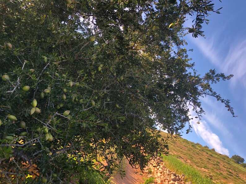 100% PURE ORGANIC Moroccan Argan Oil image 5
