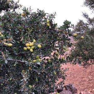 100% PURE ORGANIC Moroccan Argan Oil image 9