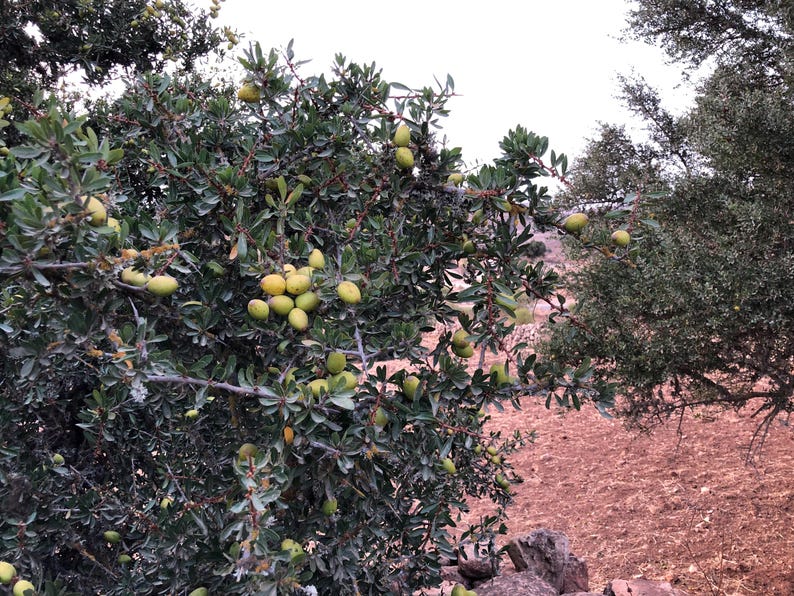 100% PURE ORGANIC Moroccan Argan Oil image 9