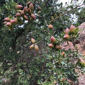 100% PURE ORGANIC Moroccan Argan Oil image 8