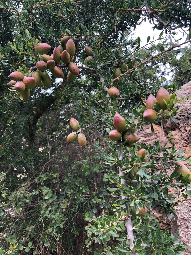 100% PURE ORGANIC Moroccan Argan Oil image 8