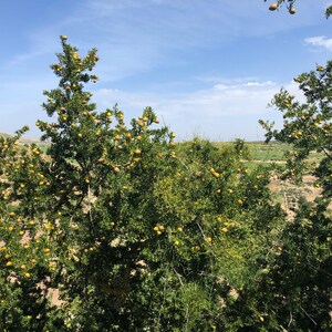 100% PURE ORGANIC Moroccan Argan Oil image 7