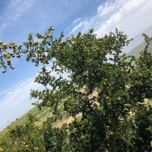 100% PURE ORGANIC Moroccan Argan Oil image 6