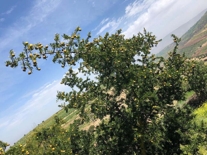100% PURE ORGANIC Moroccan Argan Oil image 6