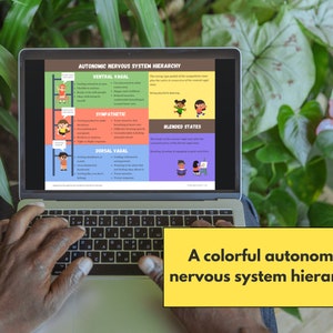 May include: A colourful infographic on a laptop screen explaining the autonomic nervous system hierarchy with four different states: ventral vagal, sympathetic, dorsal vagal, and blended states. Each state is represented by a cartoon character and a list of associated feelings and behaviours.