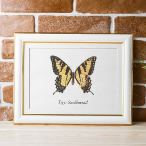 Tiger Swallowtail Butterfly