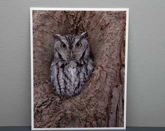 Eastern Screech Owl - Grey Morph